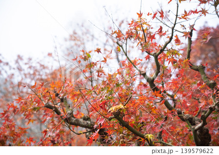 地元で愛される紅葉の名所京都府亀岡市神蔵寺を撮影 139579622