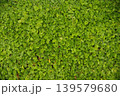 ダイコンドラとヒメイワダレソウが混じったグラウンドカバー 139579680