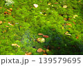 水面（みなも）　イメージ 139579695