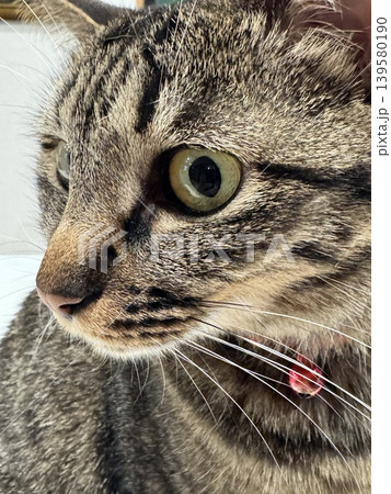 何かを見つめる猫の横顔アップ 何かを見つめる猫の横顔アップ 139580190
