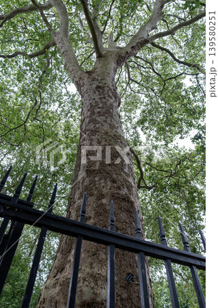Large mature tree rises above a fenced urban green space with dense foliage. Natural environment contrasts with nearby city buildings and modern surroundings. Large mature tree rises above a fenced urban green space with dense foliage. Natural environment contrasts with nearby city buildings and modern surroundings. 139580251