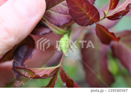 庭の害虫、害虫の虫退治 庭の害虫、害虫の虫退治 139580567