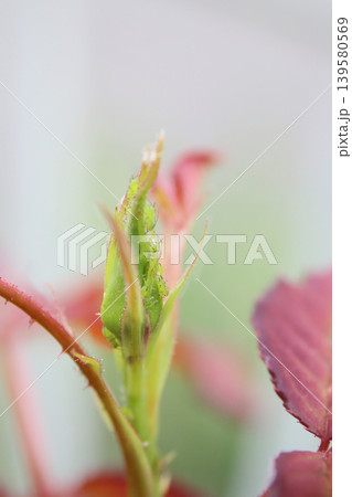 庭の害虫、害虫の虫退治 庭の害虫、害虫の虫退治 139580569