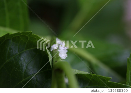 庭の害虫、害虫の虫退治 139580590