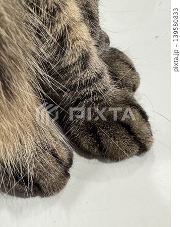 くつろぐ猫の前足アップ くつろぐ猫の前足アップ 139580833