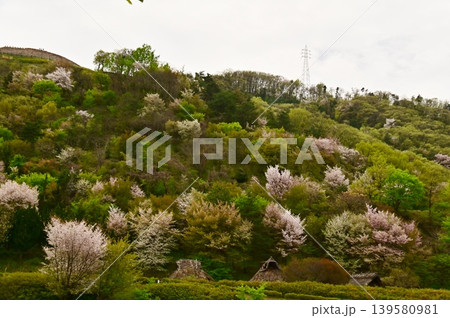 有明山に咲く山桜 139580981