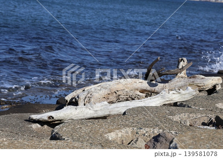 流れ着いた流木たち 流れ着いた流木たち 139581078