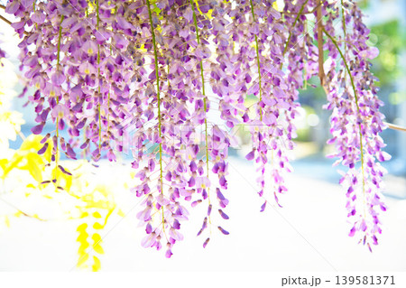 藤の花咲く和田八幡宮 139581371