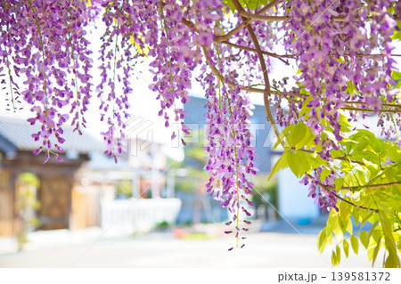 藤の花咲く和田八幡宮 139581372