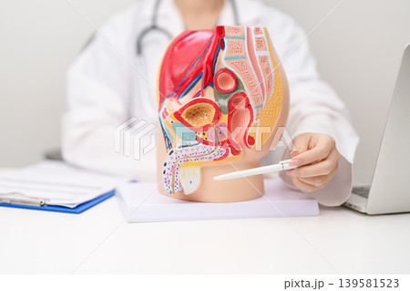 Doctor with Male Reproductive System anatomy model. Male consultation, Prostate Cancer, Enlarged prostate, Prostatitis disease, Male Infertility, Erectile dysfunction, Penis and Male genital disorder Doctor with Male Reproductive System anatomy model. Male consultation, Prostate Cancer, Enlarged prostate, Prostatitis disease, Male Infertility, Erectile dysfunction, Penis and Male genital disorder 139581523