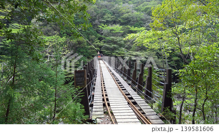 縄文杉トレッキング トロッコ道 屋久島 139581606