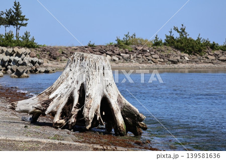 根っこだけの流木 139581636