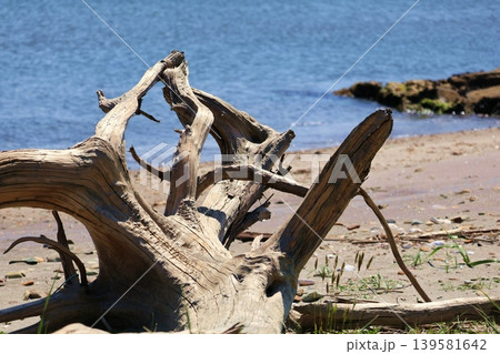 流木の根っこ 流木の根っこ 139581642