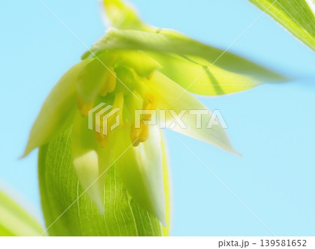 うつむいて咲く稚児百合の花（20260502063913） 139581652