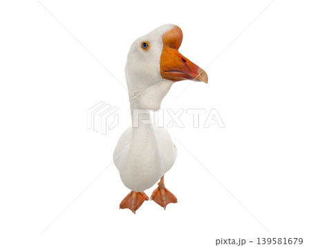 geese isolated on white background geese isolated on white background 139581679