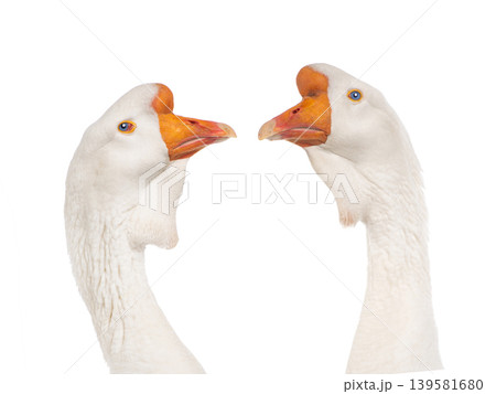 white goose isolated on a white background white goose isolated on a white background 139581680
