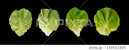 Romaine lettuce salad isolated. Cos green leaves, fresh romain salat head, raw cabbage Romaine lettuce salad isolated. Cos green leaves, fresh romain salat head, raw cabbage 139581885