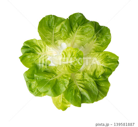 Romaine lettuce salad isolated. Cos green leaves, fresh romain salat head, raw cabbage Romaine lettuce salad isolated. Cos green leaves, fresh romain salat head, raw cabbage 139581887
