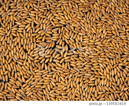 Wheat Grains Isolated, Barley Pile 139581919