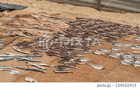 Drying fish on beach, many salted fish Drying fish on beach, many salted fish 139582415
