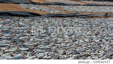 Drying fish on beach, many salted fish 139582417