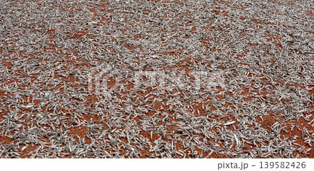 Drying fish on beach, many salted fish 139582426