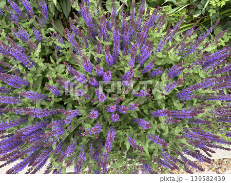 Salvia nemorosa Caradonna blooming with purple and blue flowers in a garden 139582439