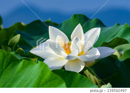 白い蓮根の花 139582497