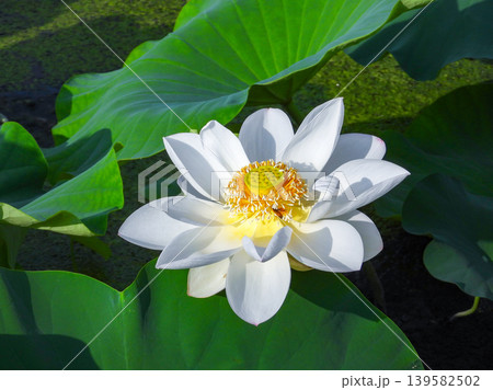 白い蓮根の花 139582502