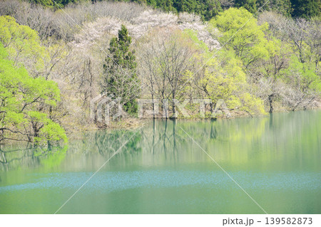 爽やかな春を迎えた錦秋湖　水没林　岩手県 139582873
