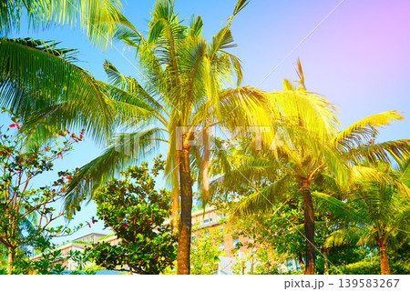Sunlight shines through tropical palm trees on blue sky background. Tall palm trees Sunlight shines through tropical palm trees on blue sky background. Tall palm trees 139583267