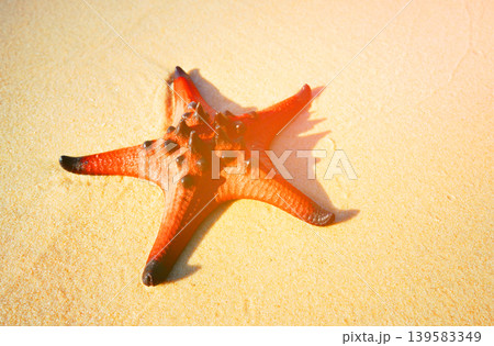 Starfish on sandy beach in shallow sea. Bright starfish rests in sea water on beach. Red starfish 139583349