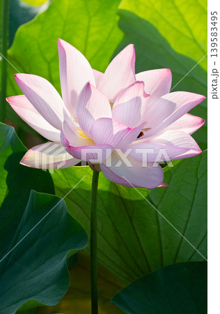 白い蓮の花.2 白い蓮の花.2 139583495