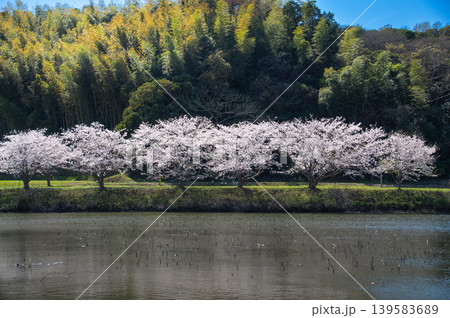 春光と満開の桜 春光と満開の桜 139583689
