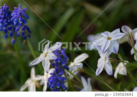 野に咲く満開の花ニラとムスカリの花 野に咲く満開の花ニラとムスカリの花 139583691