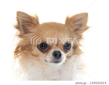 purebred female chihuahua purebred female chihuahua 139583814