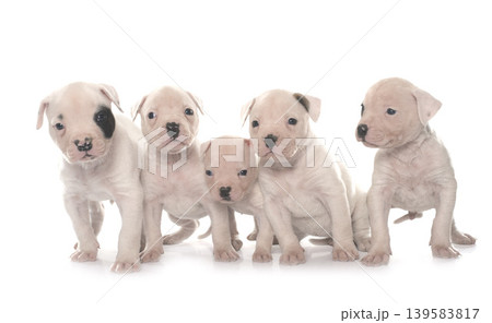 puppies american bulldog puppies american bulldog 139583817
