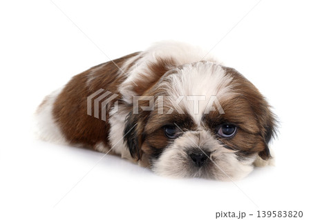 young puppy shitzu young puppy shitzu 139583820