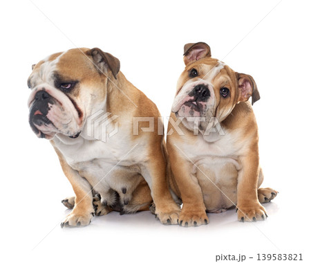 adult and puppy english bulldog adult and puppy english bulldog 139583821