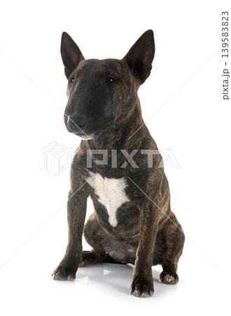 miniature bull terrier in studio miniature bull terrier in studio 139583823
