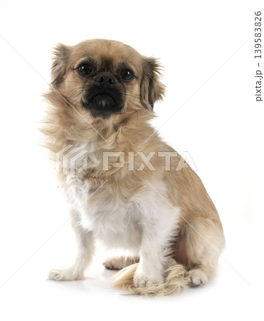 Tibetan spaniel in studio 139583826