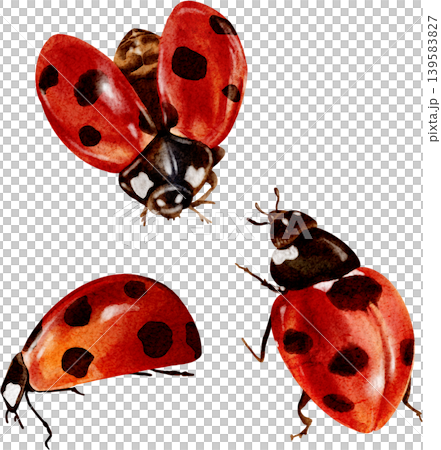 A set of ladybugs and beetles from different angles, watercolor illustration. A beautiful hand-drawn watercolor insect. A set of ladybugs and beetles from different angles, watercolor illustration. A beautiful hand-drawn watercolor insect. 139583827