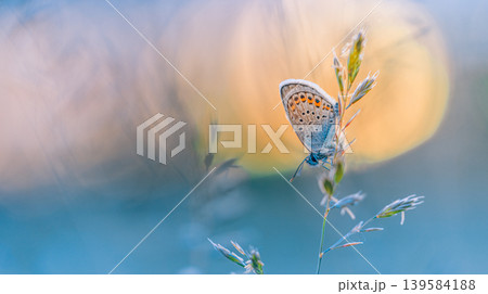 Picturesque panoramic nature wallpaper featuring closeup of majestic butterfly sitting on grass meadow at sunset with golden light creating beautiful and artistic wildlife scenery 139584188