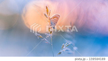 Majestic butterfly closeup on grass meadow during sunset for picturesque panoramic nature wallpaper with warm atmosphere and beautiful soft bokeh background for environmental design 139584189