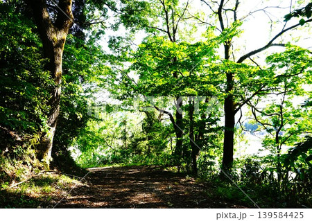初夏新緑木漏れ日の山道 初夏新緑木漏れ日の山道 139584425