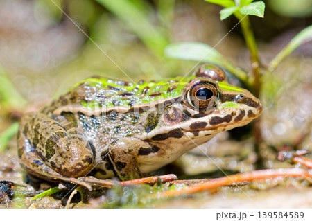 池にいるトノサマガエルの横顔 139584589