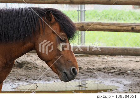 うつむく牧場の馬の横顔 うつむく牧場の馬の横顔 139584651