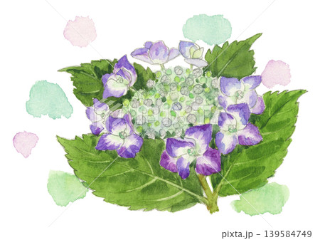 水彩で描いた額紫陽花のイラスト 139584749