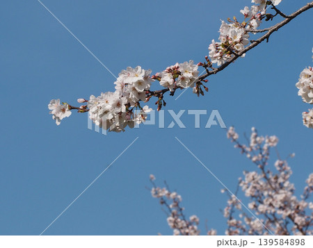 青空と朝の日差しを浴びたサクラの枝(桜が満開の神田公園) 青空と朝の日差しを浴びたサクラの枝(桜が満開の神田公園) 139584898
