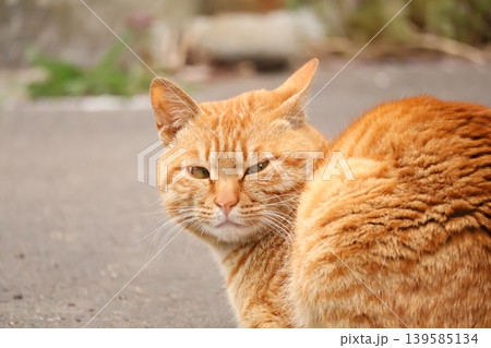 振り返る猫 139585134